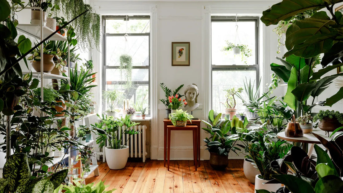 The Ultimate Guide to Choosing Indoor House Plants for a Lush Green Haven